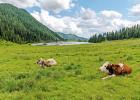 Low magnesium equals grass tetany