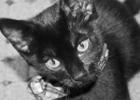 The Scratching Post Article Image Alt Text