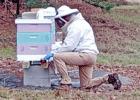 Considering Beekeeping?
