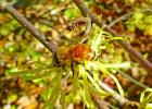 COURTESY PHOTOS Witch Hazel