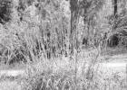 The “Big Four” grasses of the prairie
