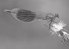 Dorothea OLDANI on Unsplash COURTESY PHOTO Valuable riparian areas