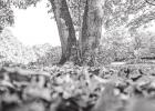 Sequestering carbon in the soil