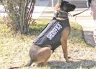 Camp County Sheriff’s Office K9 Niko has received donation of body armor