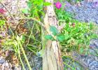 This pine fell across a seven-foot bush rose and badly mangled it. Sounds and Sights of Freedom