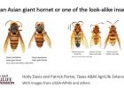 Article Image Alt Text